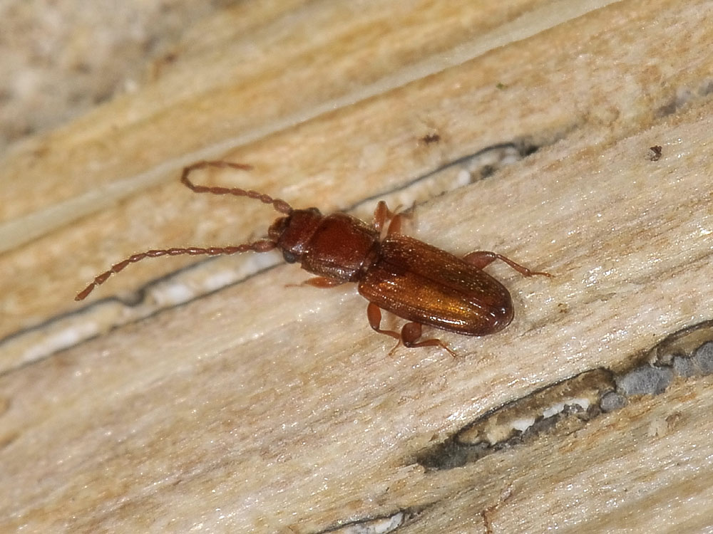 Laemophloeidae- Placonotus testaceus